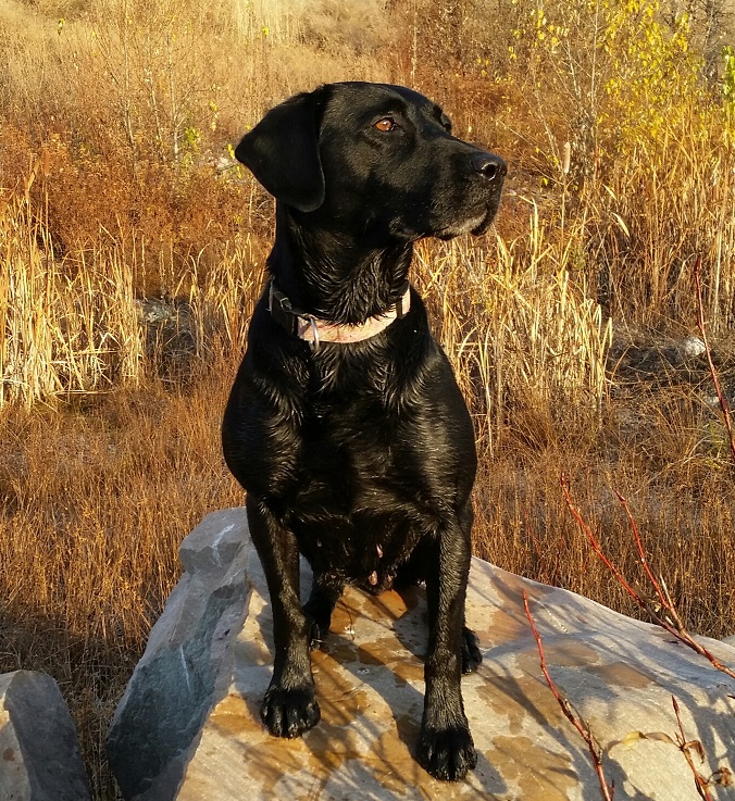 DUCKPUP'S PSR SUGAR'S TOUCHA PEPPER *** | BLK Labrador Retriver