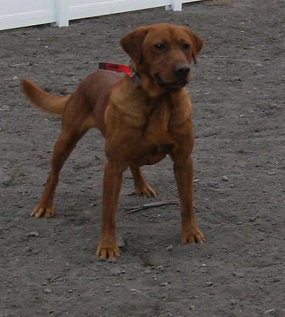 DUCKPUP'S FULLY LOADED *** | YLW Labrador Retriver