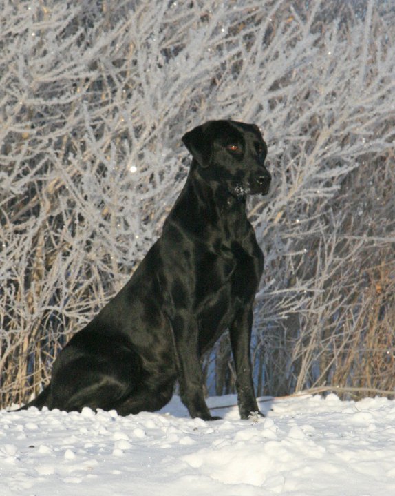 GRHRCH UH Kingseeds Little Miss Dangerous MNH QA2 | BLK Labrador Retriver