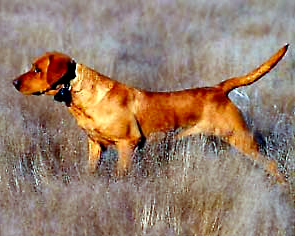 GMPR SNAKE RIVER EAGLE TALON SH | YLW Labrador Retriver