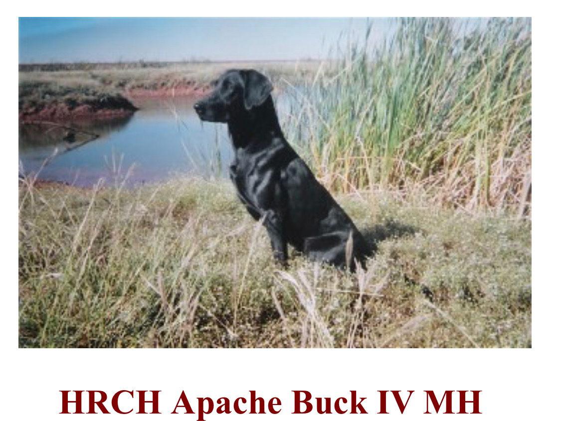 HRCH Apache Buck IV MH*** | Black Labrador Retriver