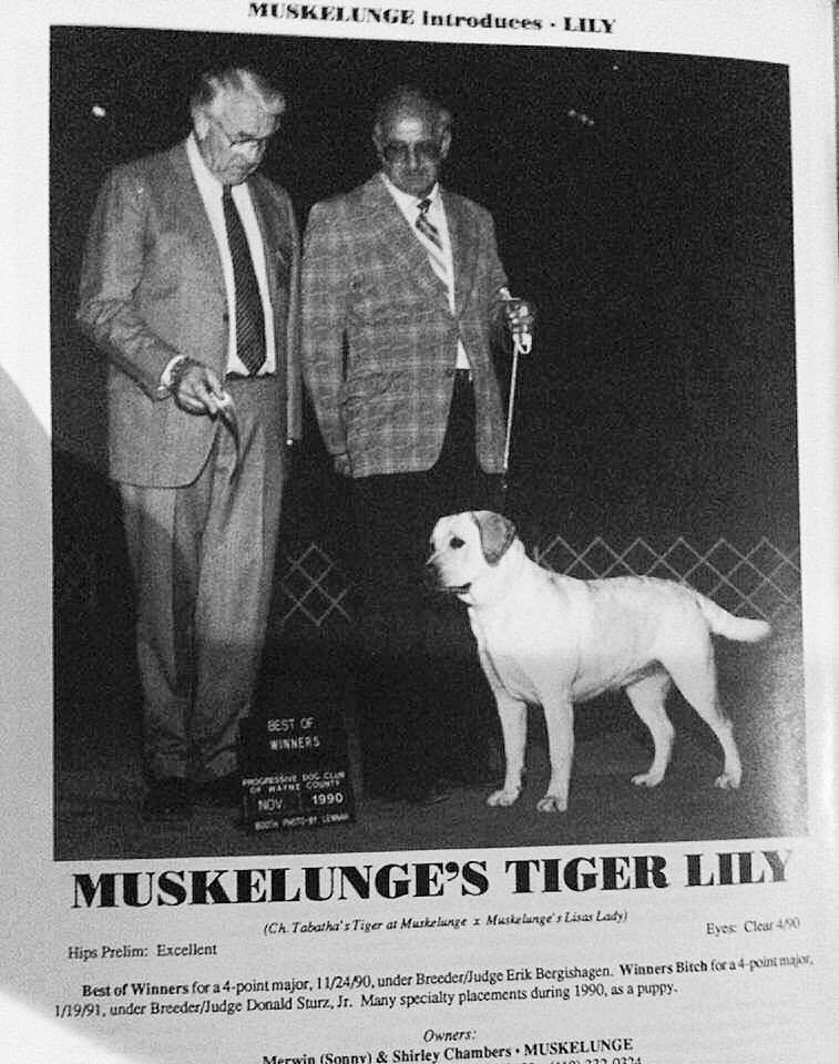 CH Muskelunge's Tiger Lily | Yellow Labrador Retriver