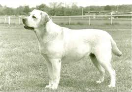 UK SH CH  Carromer Glamour Girl | Yellow Labrador Retriver