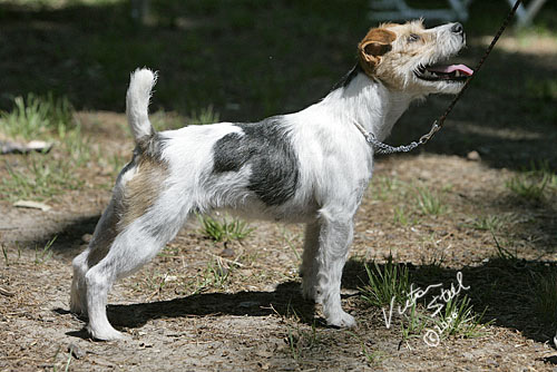 Brockwood Sprint | Jack Russell Terrier 