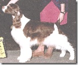 Dignity's Lodygas Lucky Lady | English Springer Spaniel 