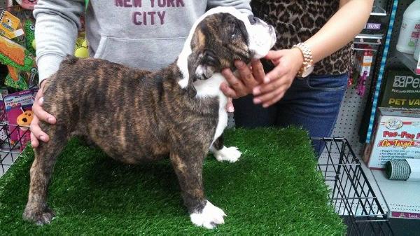 Janis shiny moonlight | Bulldog 