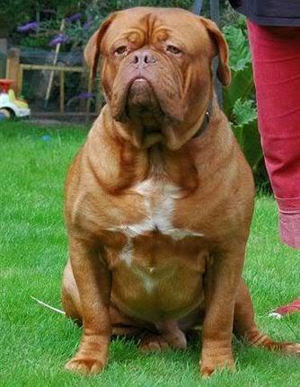 Kobus de Legeane | Dogue de Bordeaux 