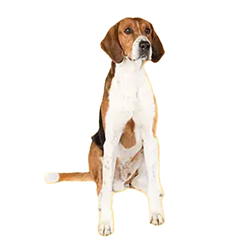 American-Foxhound