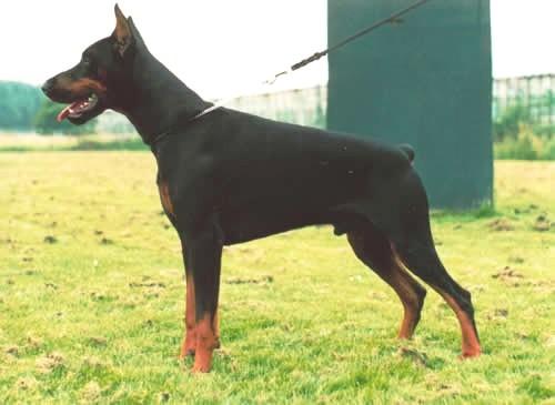 Odin v.h. Wantij (NHSB 1667450) | Black Doberman Pinscher