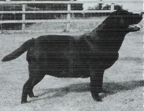 Wetherlam Black Cherry Of Charway | Black Labrador Retriver