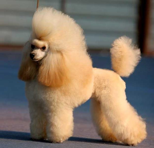 Tirkane Spiced Gold | Poodle 