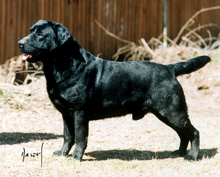 Am/Can CH Tabatha's Knight CD JH | Black Labrador Retriver