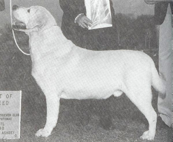 Am Can Ch Finchingfield Ivan Of Oaklea | Yellow Labrador Retriver