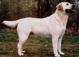 CH Rocheby Rippling Corn | Yellow Labrador Retriver