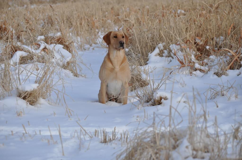 UH (5)GRHRCH GMPR Blackpowder's Blazing Red Flame  MH MNH QAA HOF | Yellow Labrador Retriver