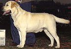 CH Sir Duke Of Muskelunge | Yellow Labrador Retriver