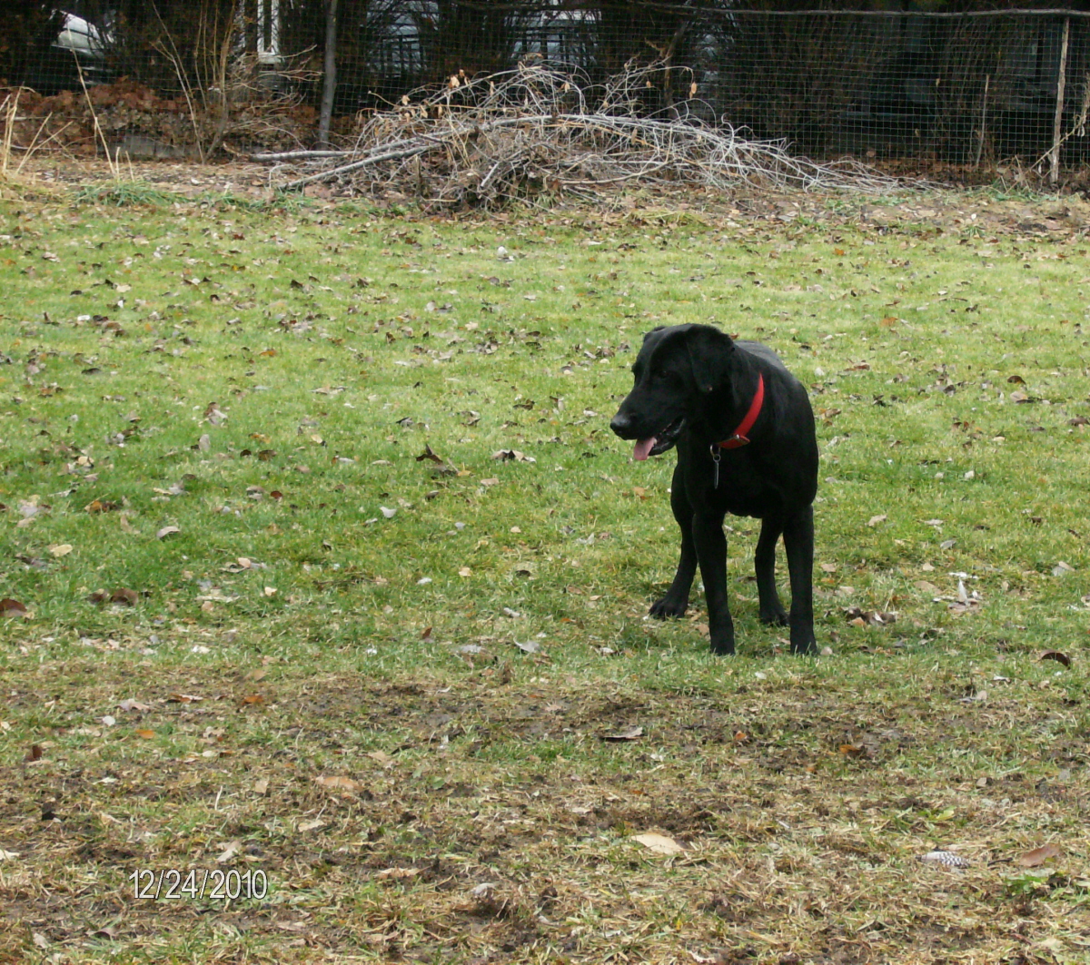 DUCKPUP CAPN' JACK | Black Labrador Retriver