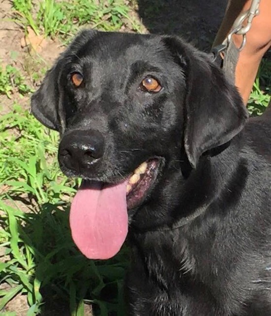 Crumpler's Good Golly Miss Molly | Black Labrador Retriver