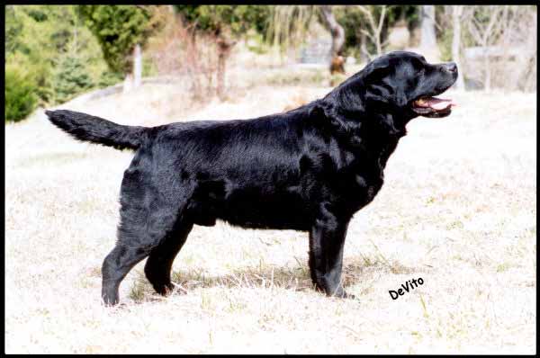 CH Guideline's Master Card (Sw. Import) | Black Labrador Retriver