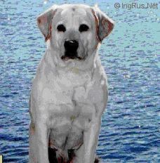 CH Hennings Mill Hase'N To Kai Den | Yellow Labrador Retriver