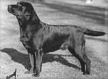 2 Res CCS Charway Uncle Tom | Black Labrador Retriver