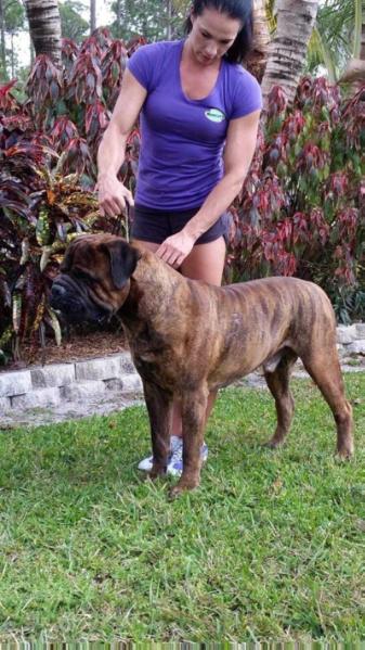 Woks The Real Deal | Bullmastiff 