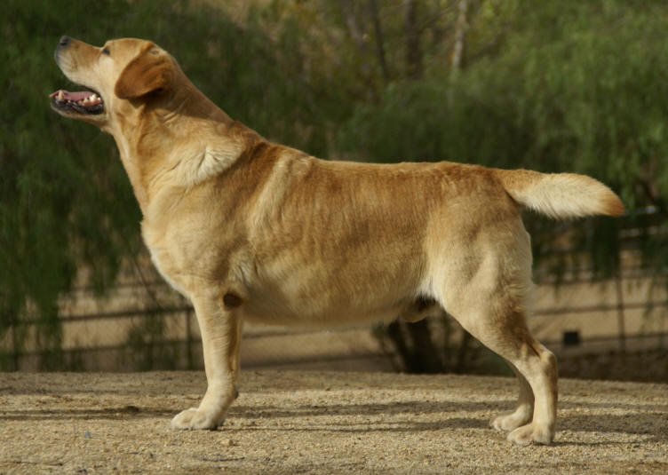 BISS CH Saddlehill Struttin In The Moonlight | Yellow Labrador Retriver