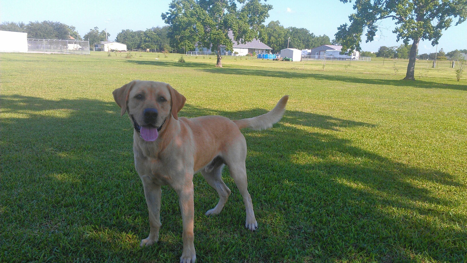 HRCH UH Burge's Axle Of Santa Fe | Yellow Labrador Retriver