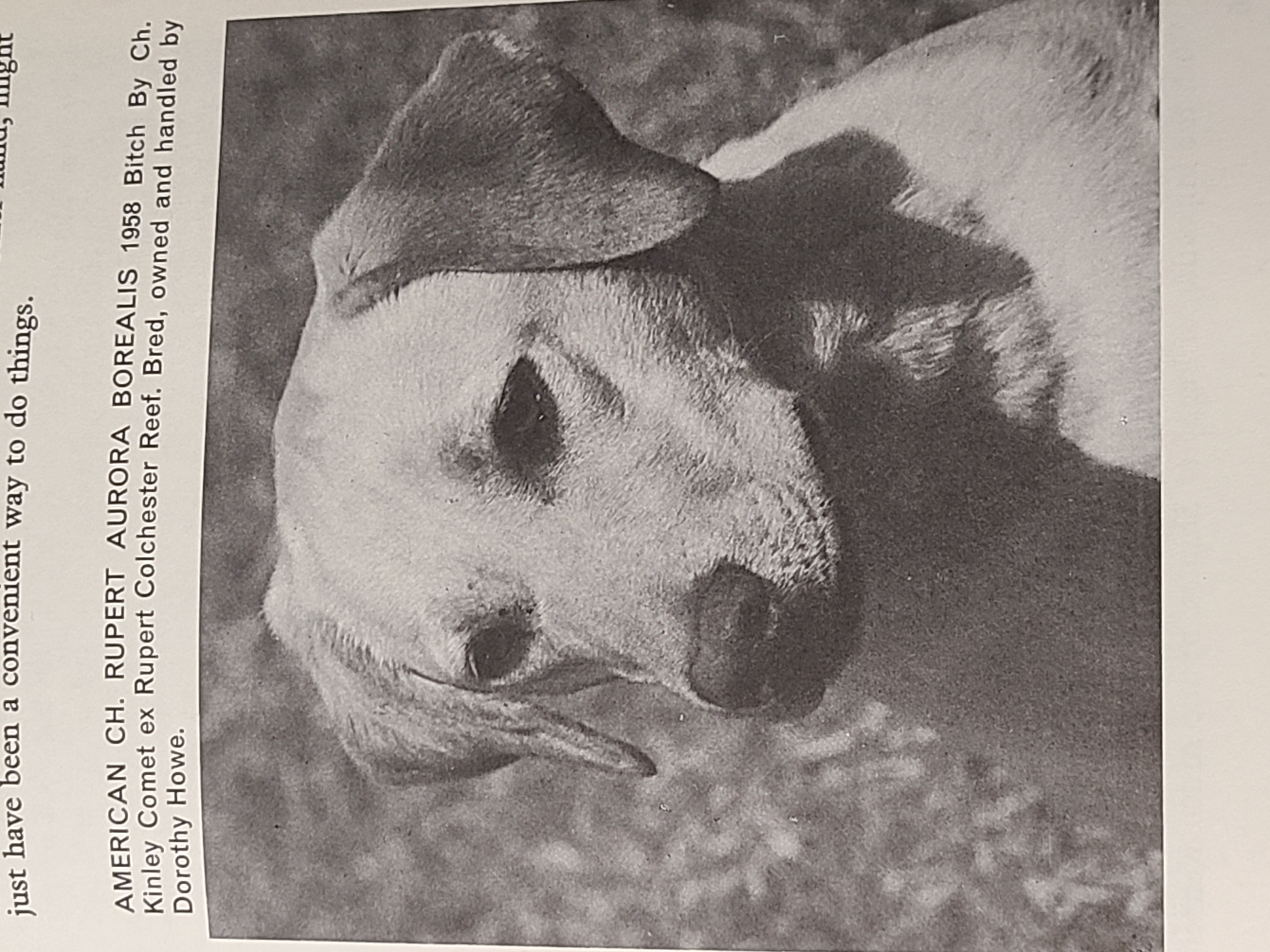 CH Rupert Aurora Borealis | Yellow Labrador Retriver