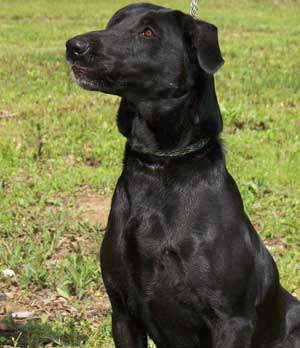 Nabors' Lady JH | Black Labrador Retriver