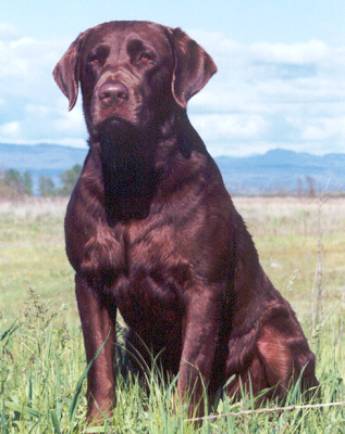 Mergansers Classic Rip N Tear MNH | Chocolate Labrador Retriver