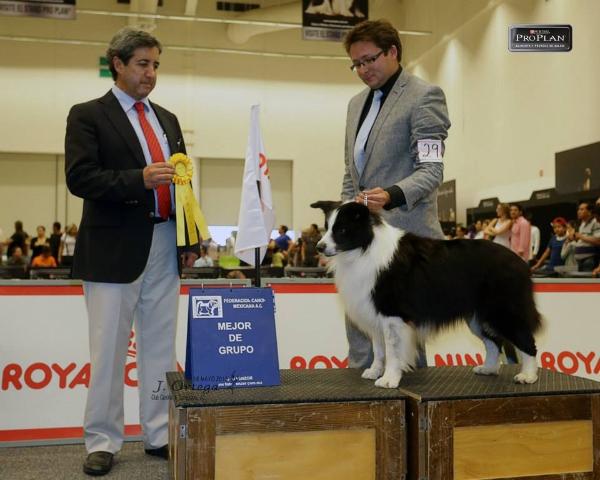 CAMILO (QUEIJEIRO/CESARMAN) | Border Collie 