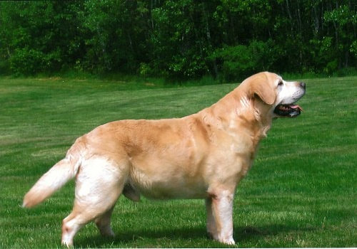 CH Lobuff Bobwhite At Chucklebrook WC | Yellow Labrador Retriver