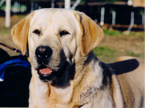 BISS CH Boradors By George CGC | Yellow Labrador Retriver