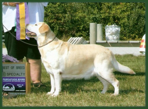 Multi BISS Am. CH Lobuff's Turtle Dove | Yellow Labrador Retriver