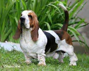 Pan Clan Get Me Júnior | Basset Hound 