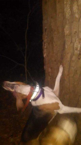 24 Karat Baylee | Treeing Walker Coonhound 