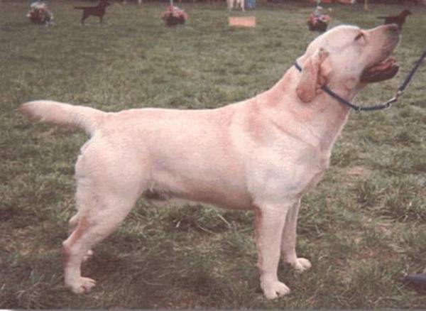 Am. CH Hirsipirtin Turtle At Lobuff | Yellow Labrador Retriver