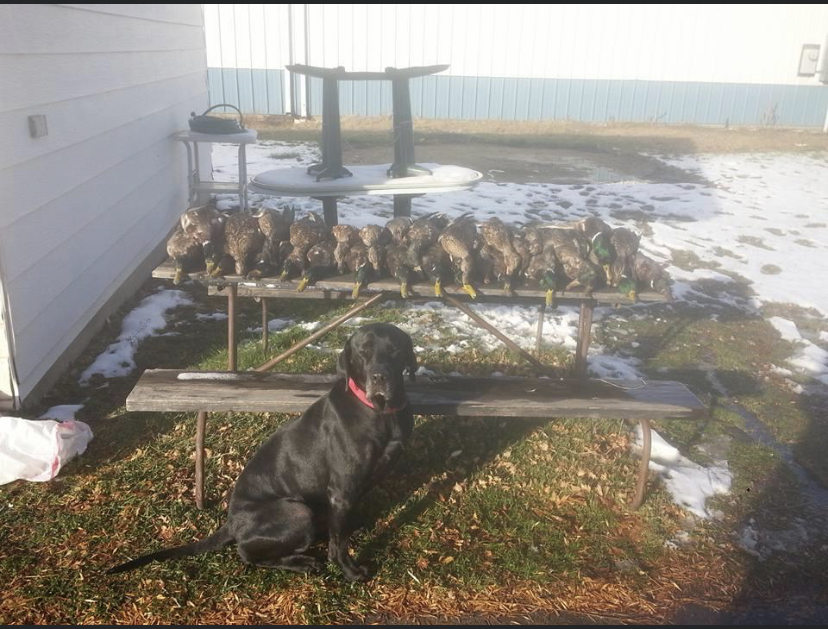 HR Lynn's Backwater River Bandit | Black Labrador Retriver