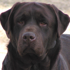 BOSS CAN/AM CH Labradale's Coffee Crisp AM/CAN WC | Chocolate Labrador Retriver