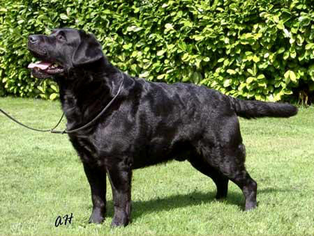 CH Valleywood Blackthorn Brier | Black Labrador Retriver