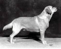 CH Carromer Mystery | Yellow Labrador Retriver