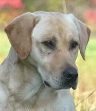 4XGMPR Cashmans Super Trooper MH | Yellow Labrador Retriver