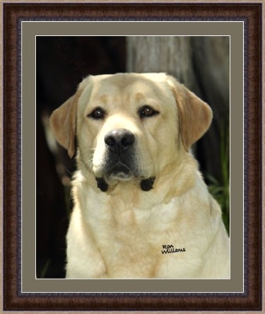 Multi BISS CH Visions The Life Of Riley | Yellow Labrador Retriver