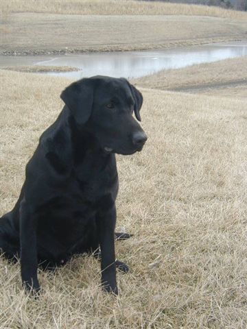 Creek Robbers Wind River Taz | Black Labrador Retriver