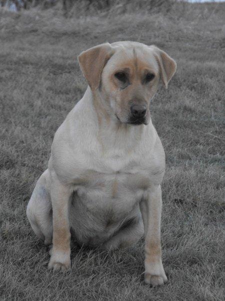 Hunters Real Deal | Yellow Labrador Retriver