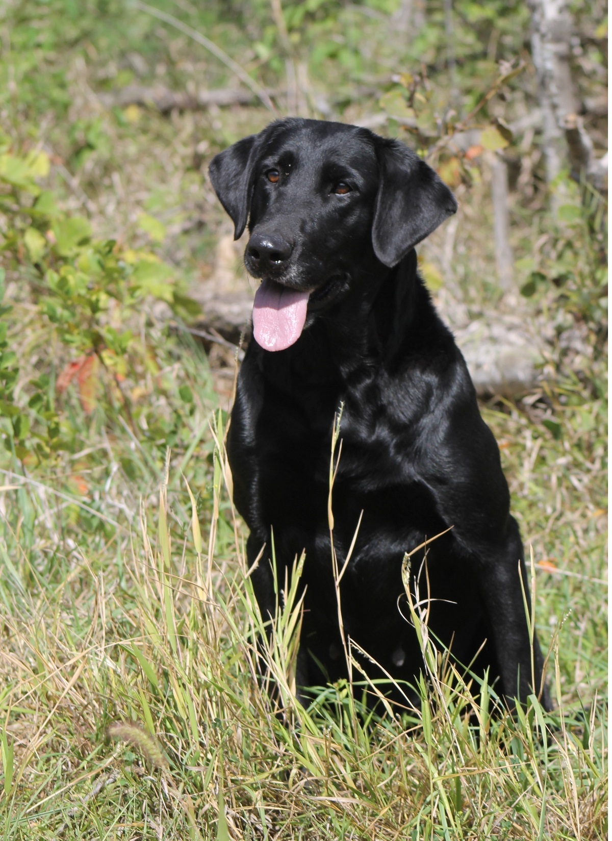 Hilltops Red Hot Ruby | Black Labrador Retriver