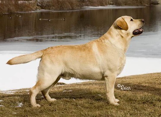 BISS AM/CA CH Sunset Lubberline Spinnaker | Yellow Labrador Retriver