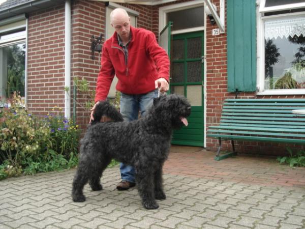 Cyron Easter v.d. Nevelhoeve | Bouvier des Flandres 