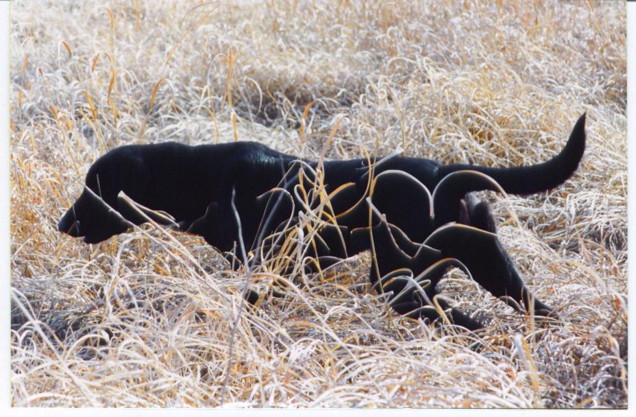 GMPR Blackwater Lexus | Black Labrador Retriver